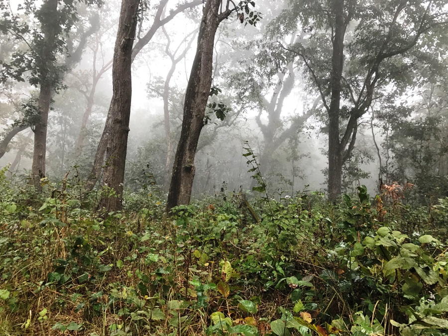 Parco Nazionale Chitwan Walking Safari