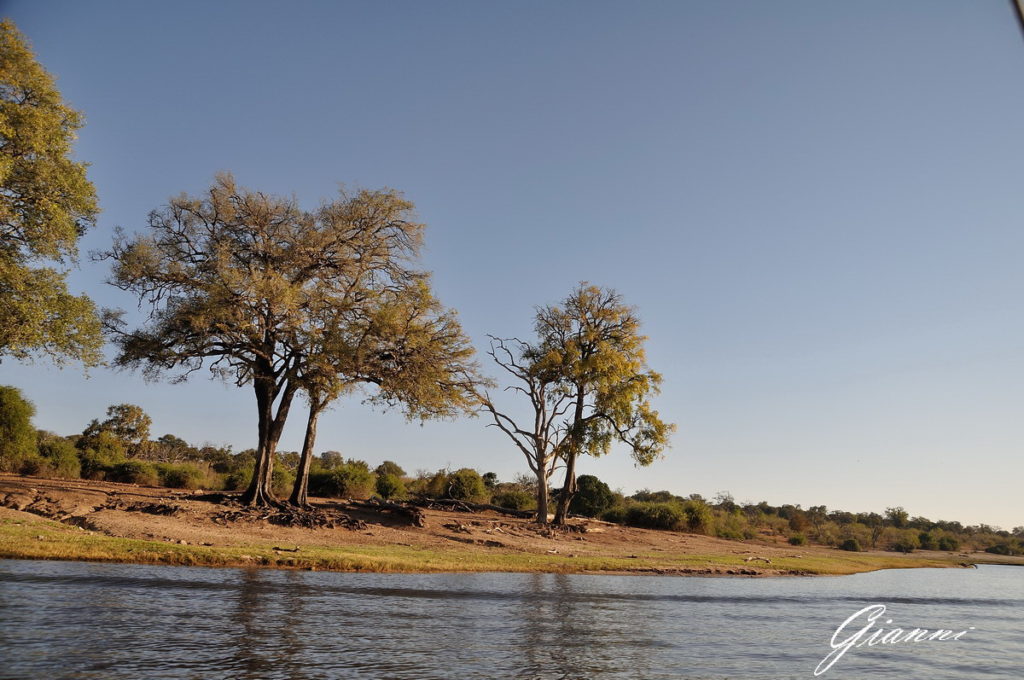Le rive del fiume Chobe