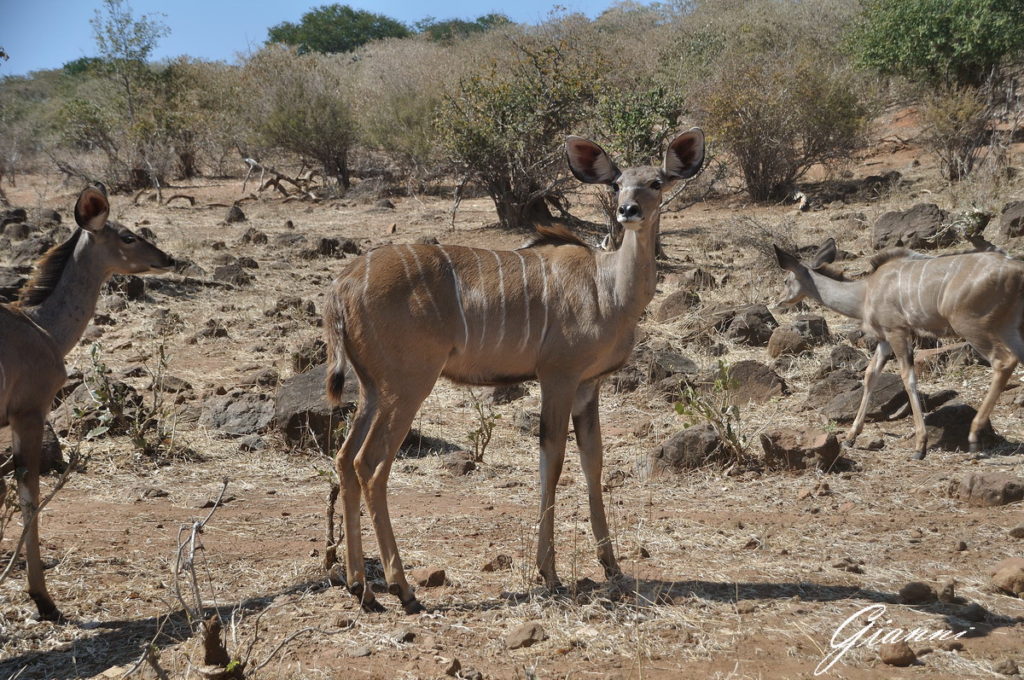 Kudu femmina