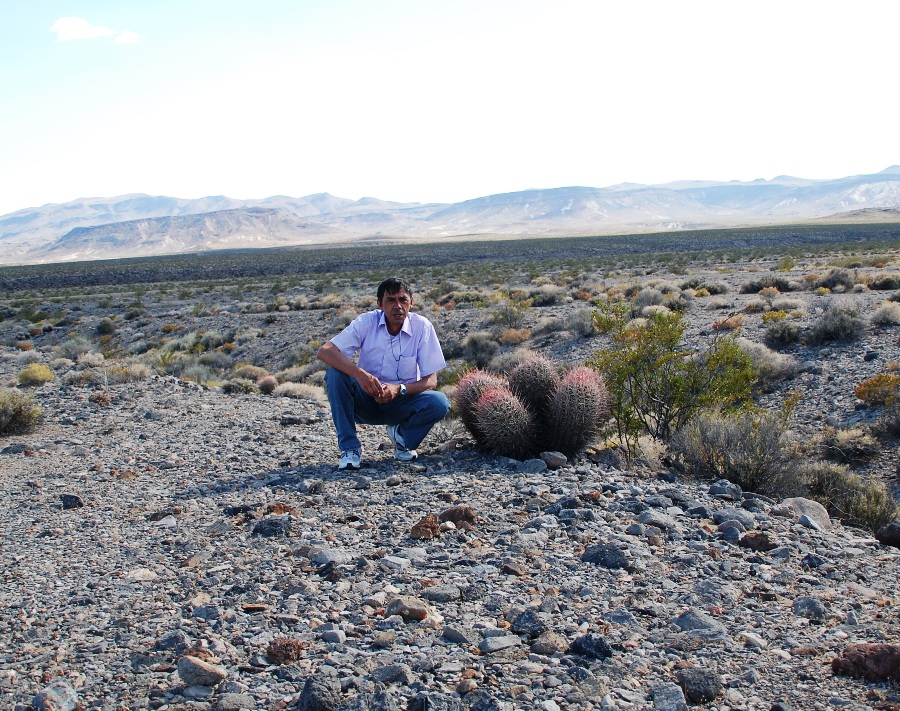 Vegetazione nella Death Valley