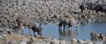 Etosha