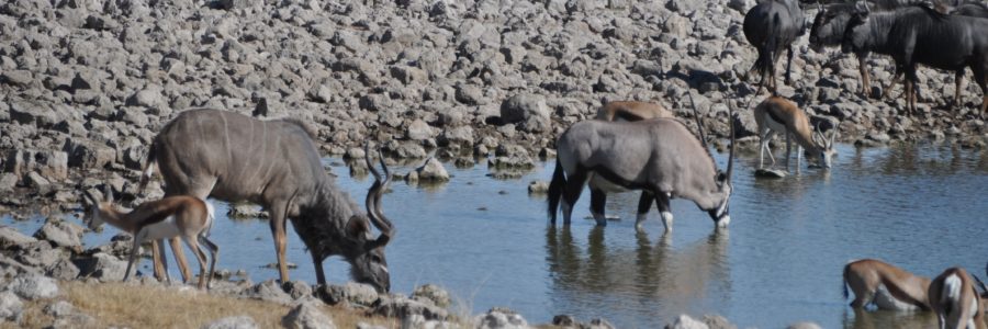 Etosha