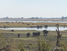 Gruppo di elefante