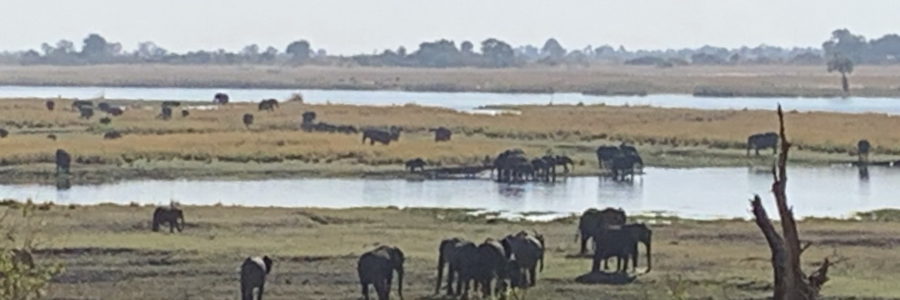 Gruppo di elefante