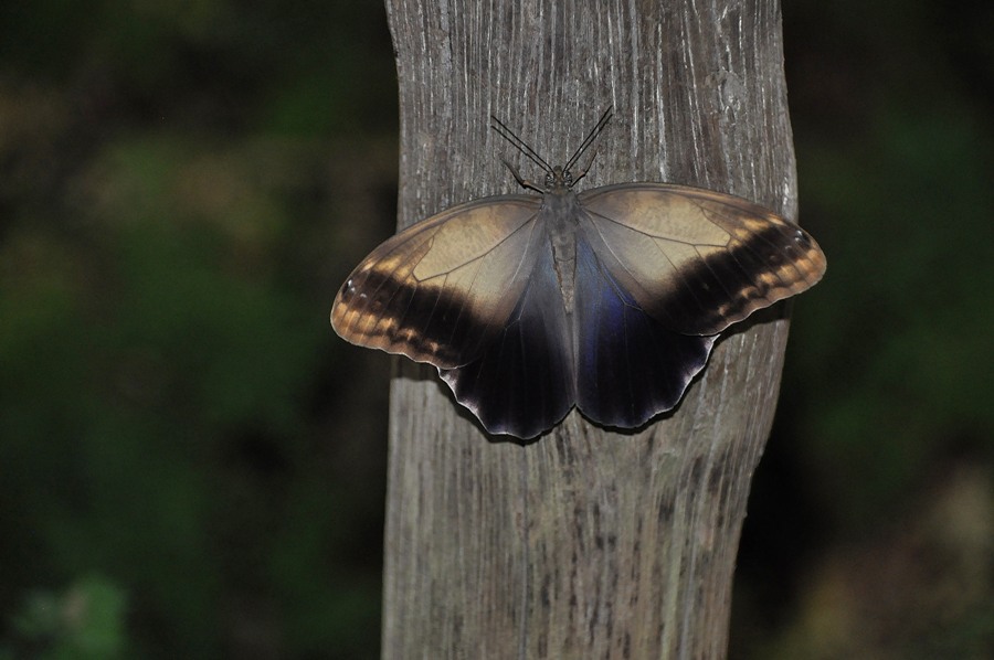 Farfalla a Butterfly World