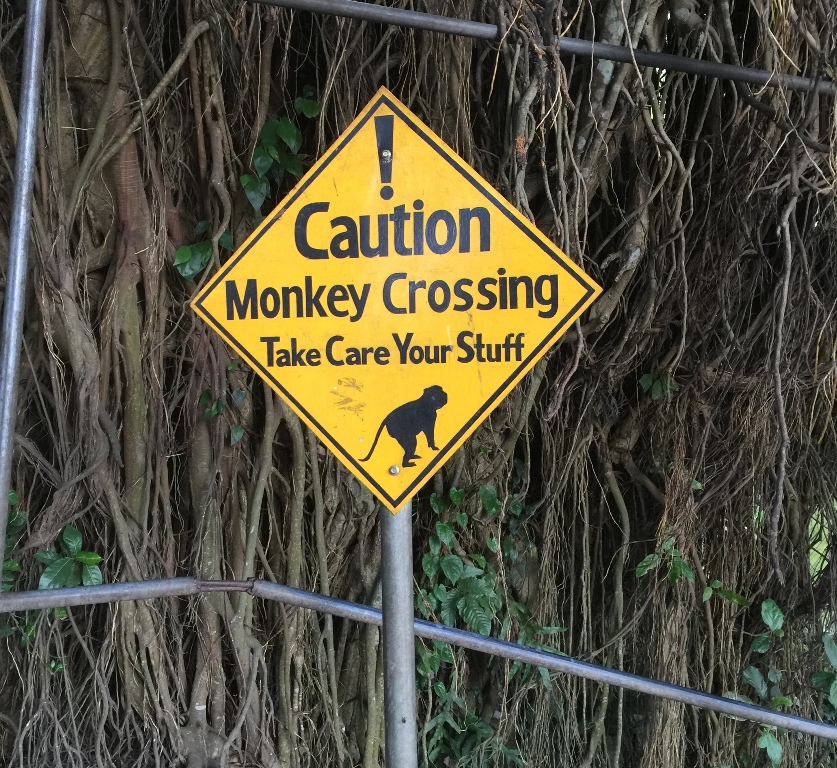 Sacred Monkey Forest
