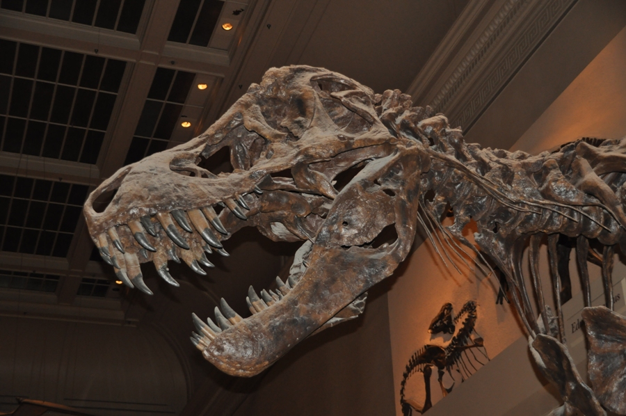 Museo di Storia Naturale Washington DC