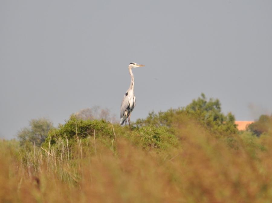 Camargue Airone