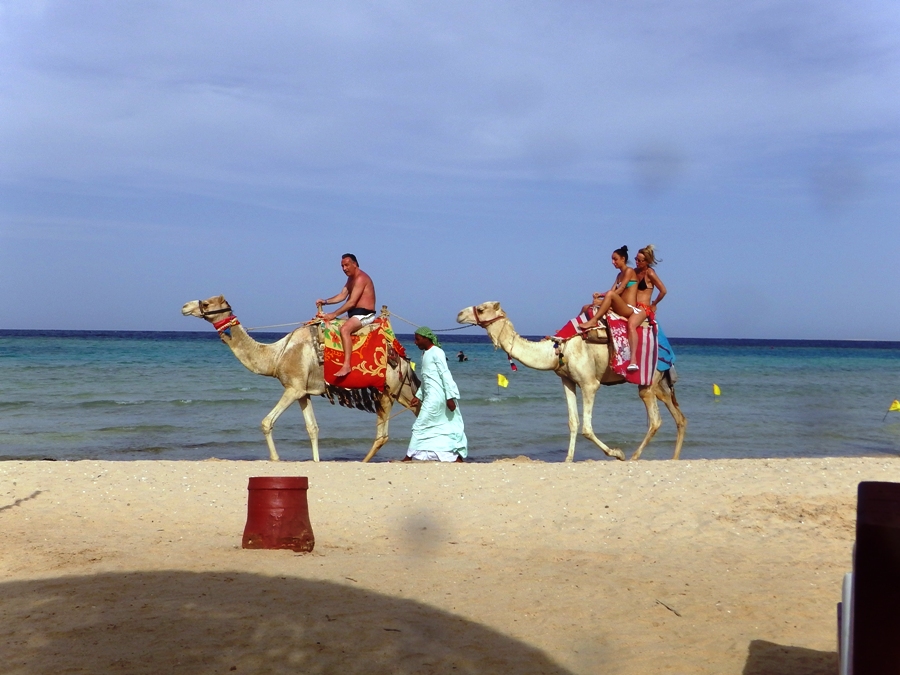 Dromedari sulla spiaggia