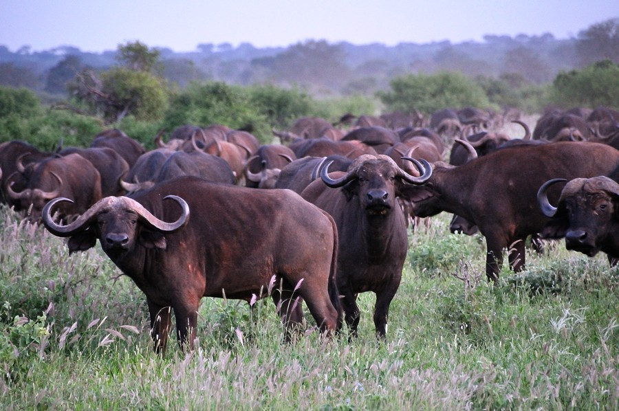 Tsavo Est Bufali