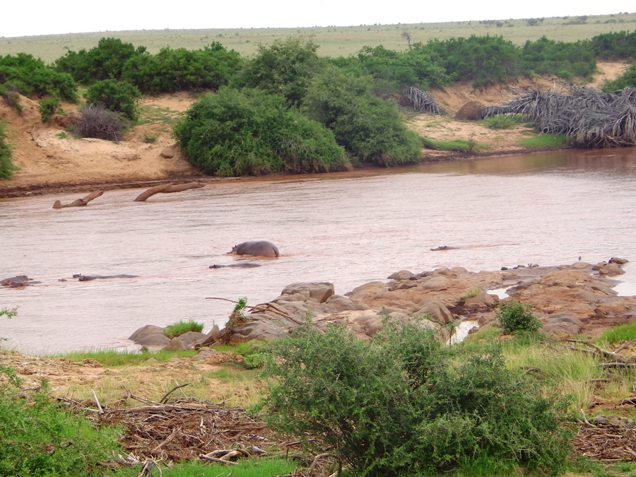 Ippopotami a Tsavo Est