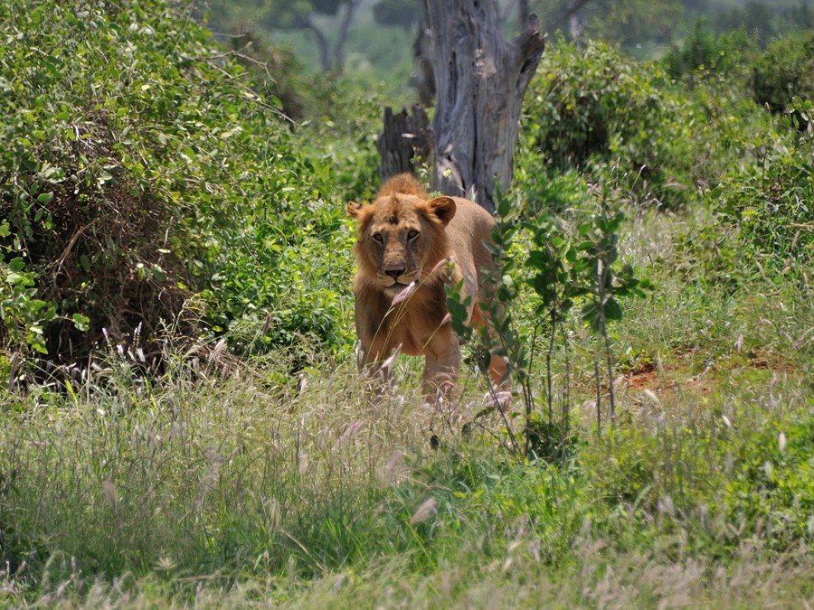 Leone a Tsavo Est