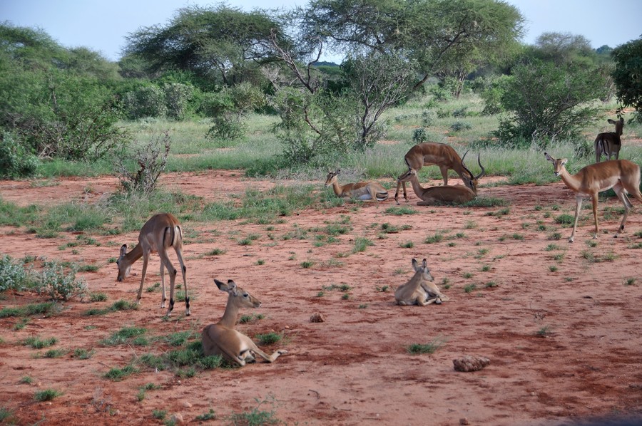 Terra rossa a Tsavo Est