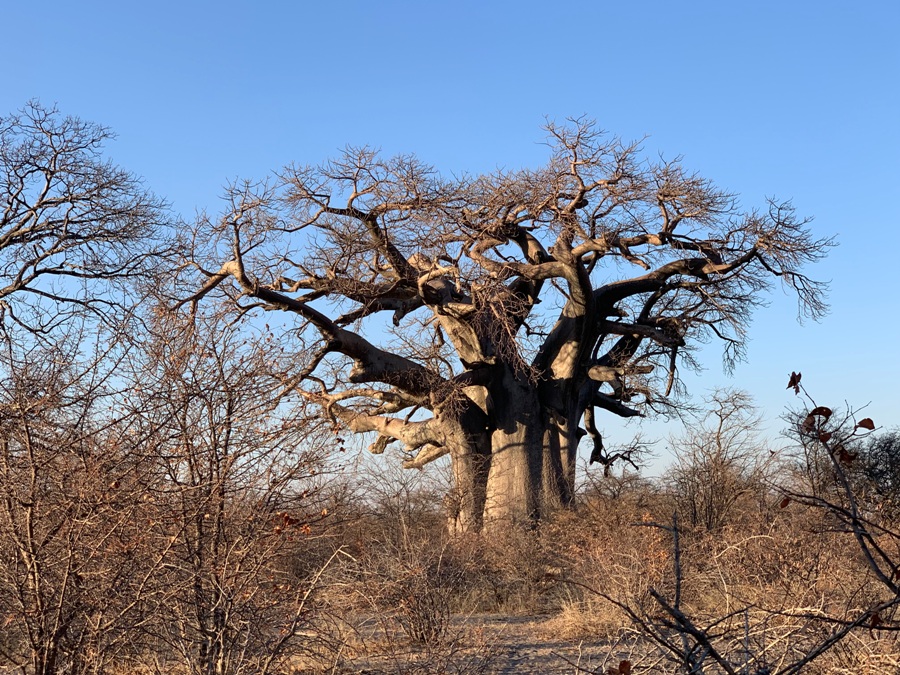 Baobab a Gweta