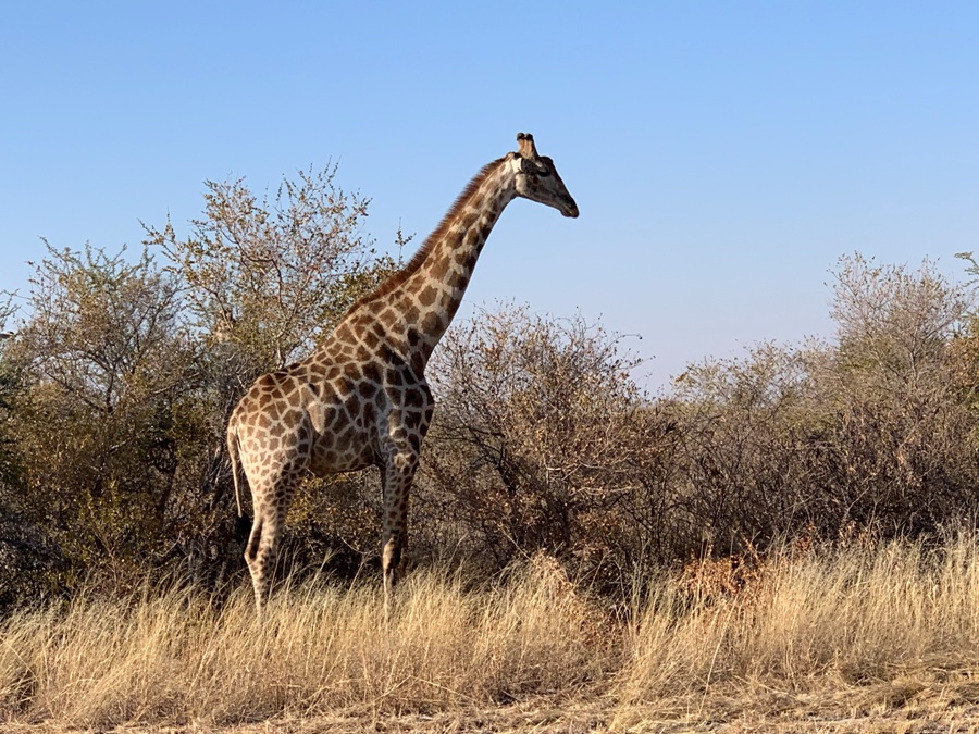 Botswana giraffa