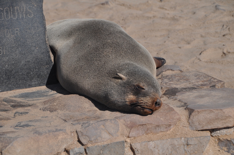 Cucciolo di otaria del Capo
