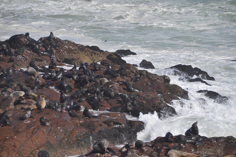 Cape Cross Otarie