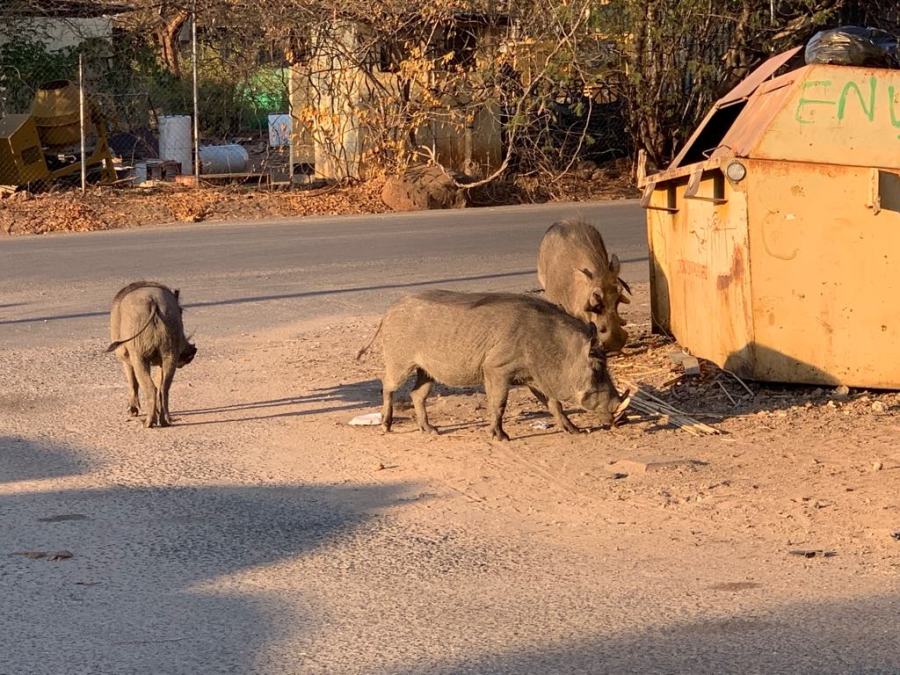 Chobe Facoceri a Kasane