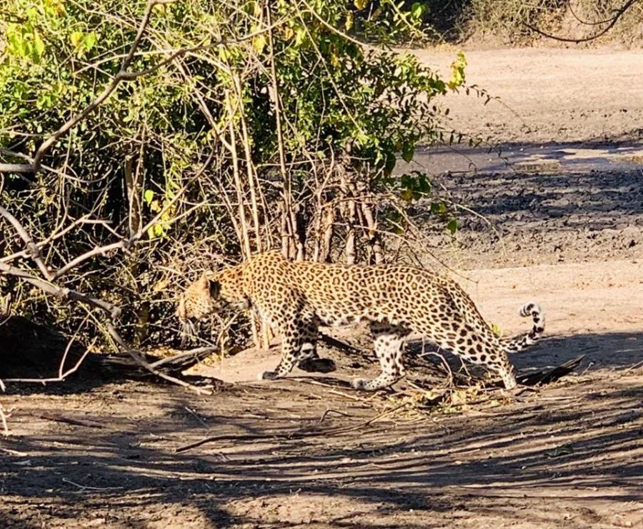 Leopardo nel Chobe