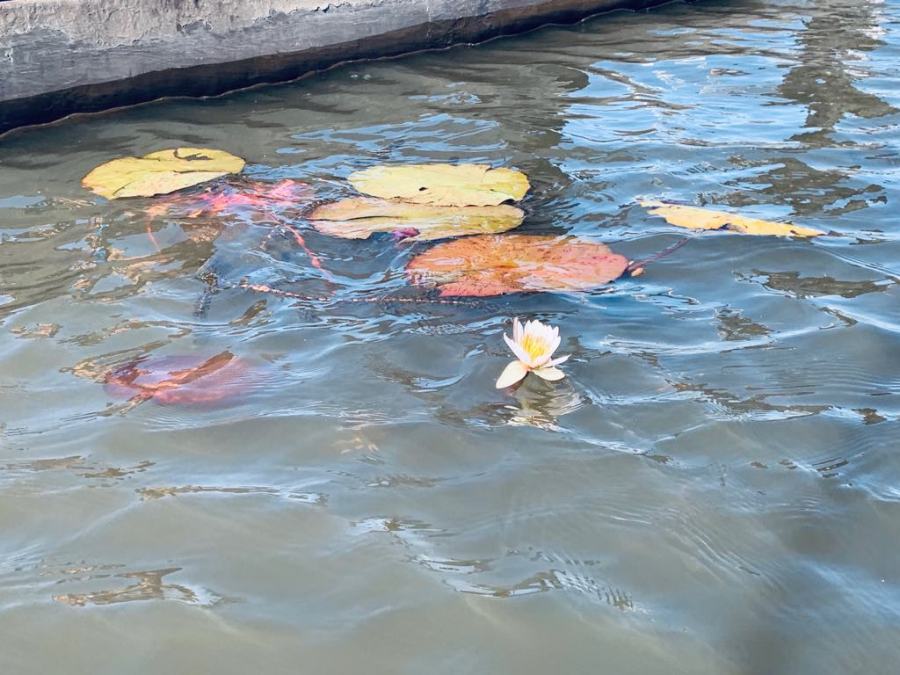Ninfee sul fiume