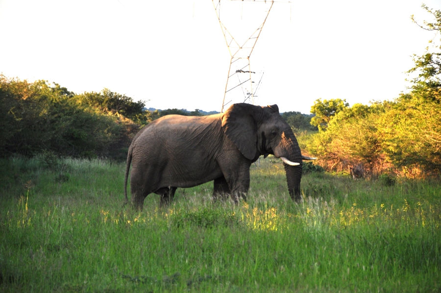 Elefante