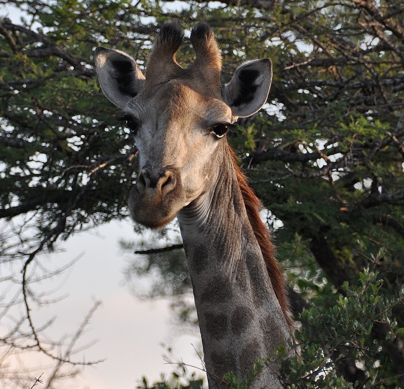 Giraffa nel Kruger National Park