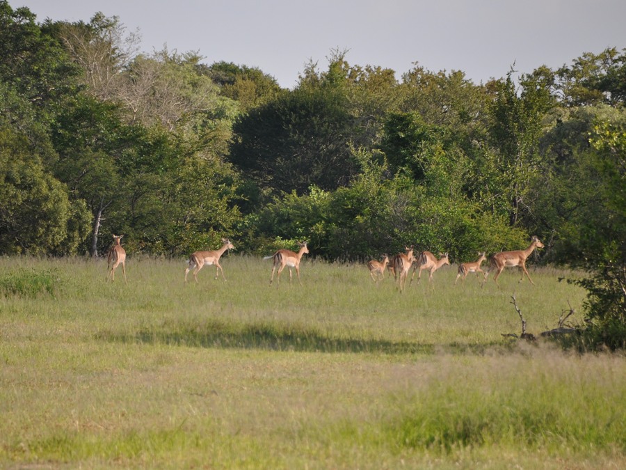 Impala nel Kruger National Park