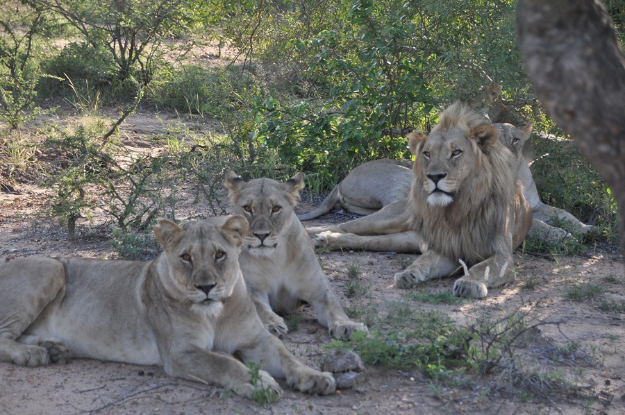 Un gruppo di leoni nel Kruger National Park