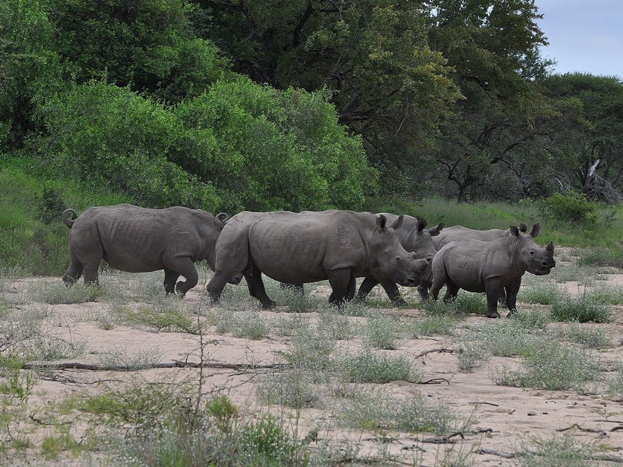 Rinoceronti nel Kruger
