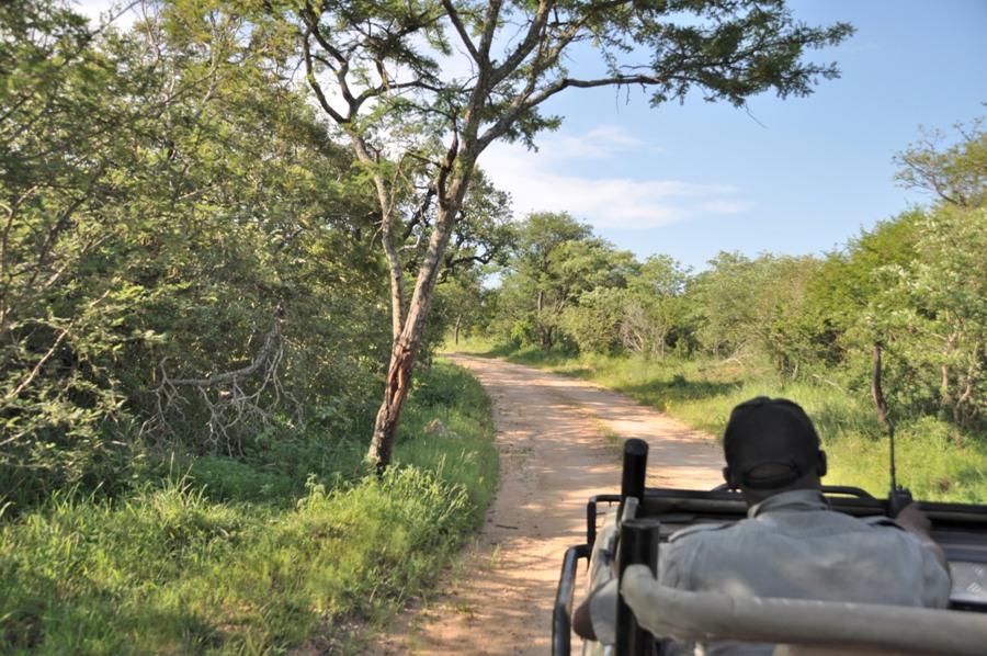 Safari nel Kruger National Park