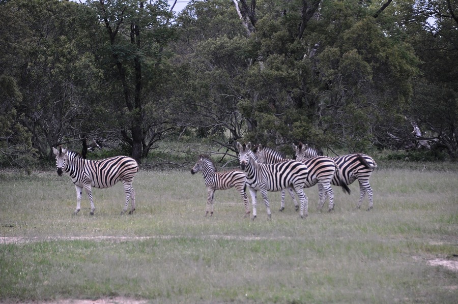 Zebre