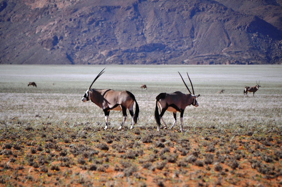 Orici in Namibia