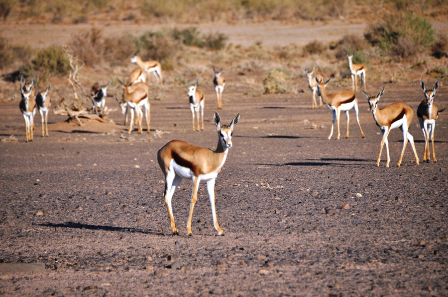 Springbocks in Namibia