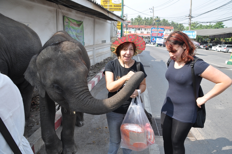 Elefante