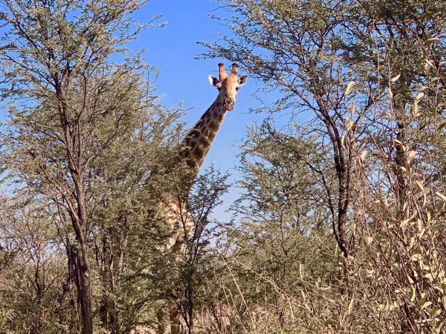 Giraffa nel Makgadikgadi National Park