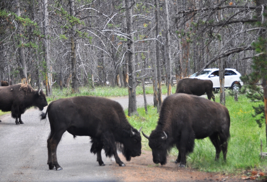 Gruppo di bisonti a yellowstone