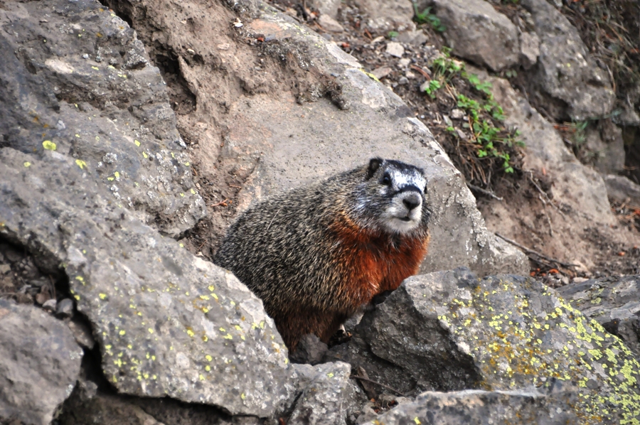 Marmotta