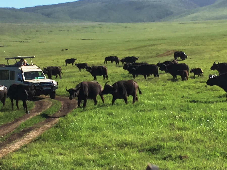 Bufali a Ngorongoro