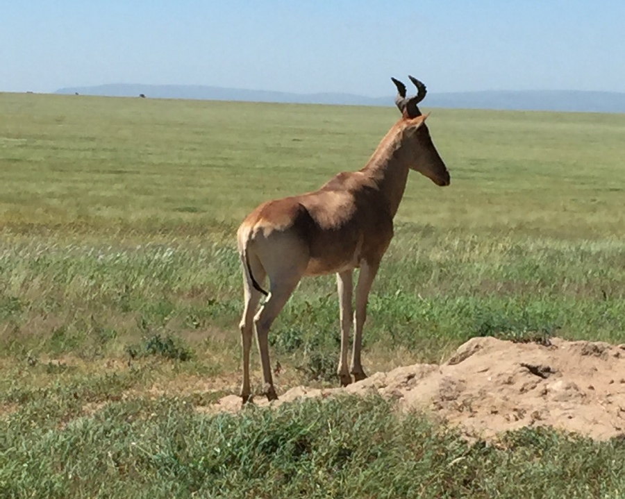 Safari in Tanzania