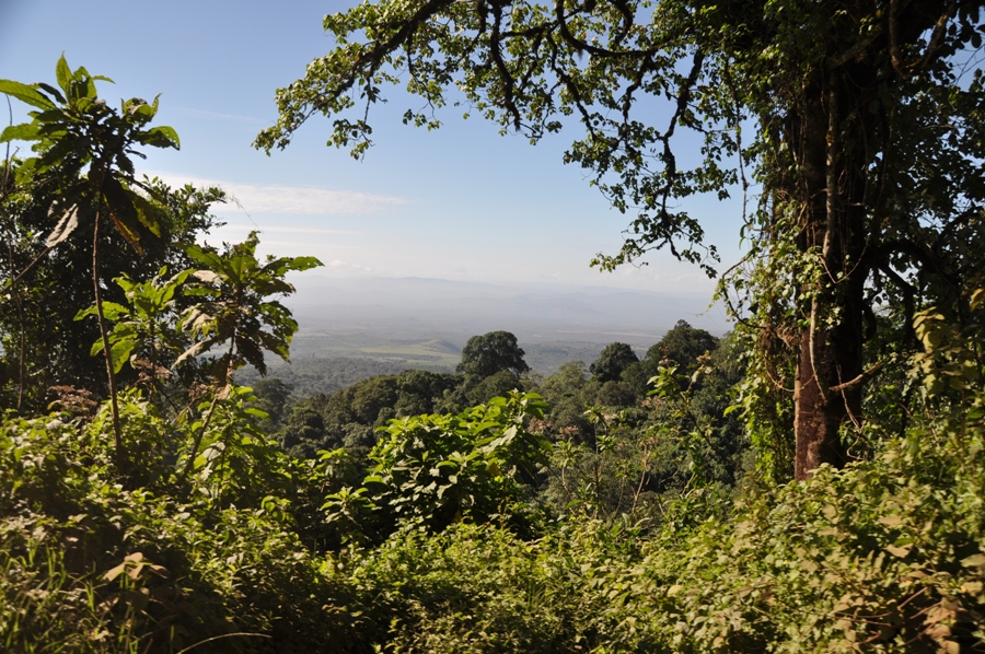 Safari in Tanzania Panorama