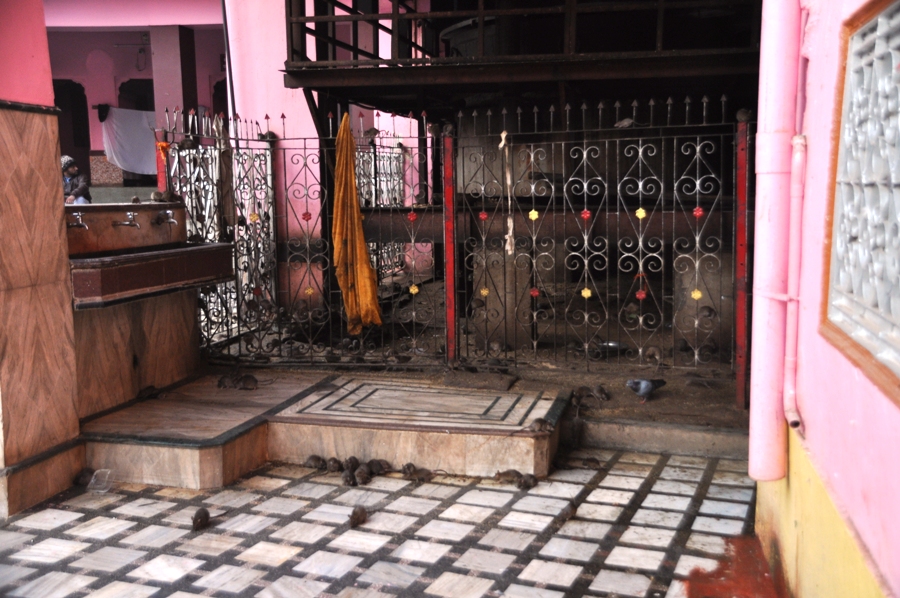 Interno del tempio dei topi