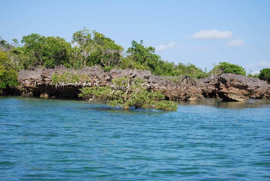 Mangrovie a Zanzibar