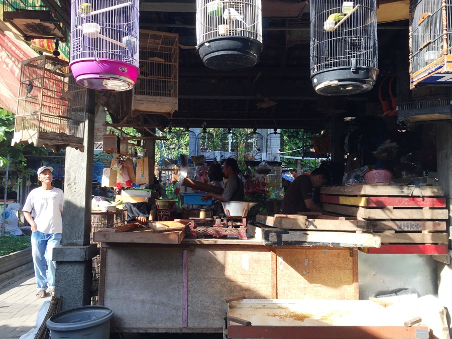 Yogyakarta Mercato degli Uccelli