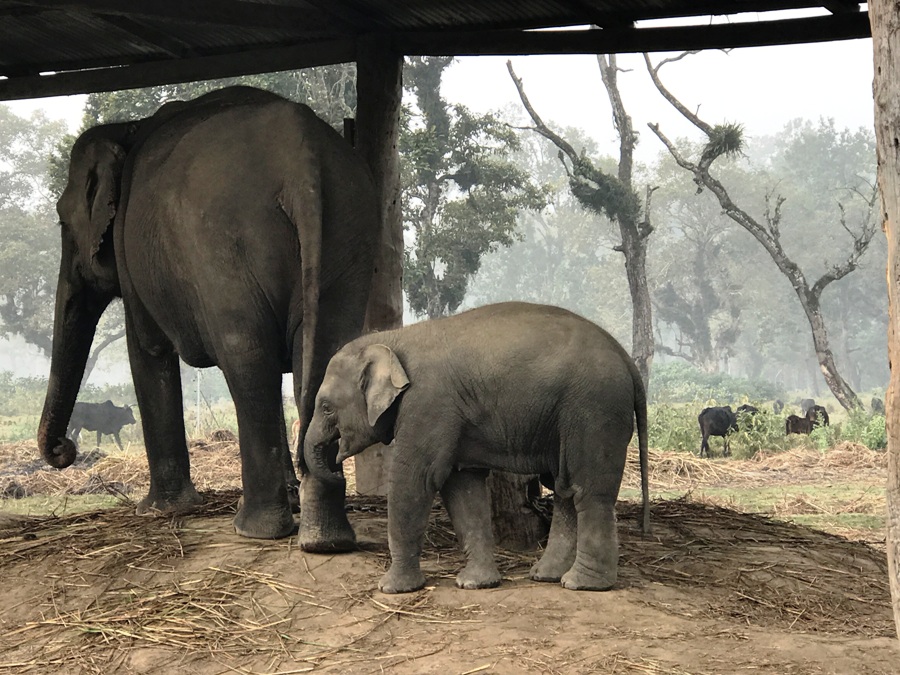 Elephant Breeding Center