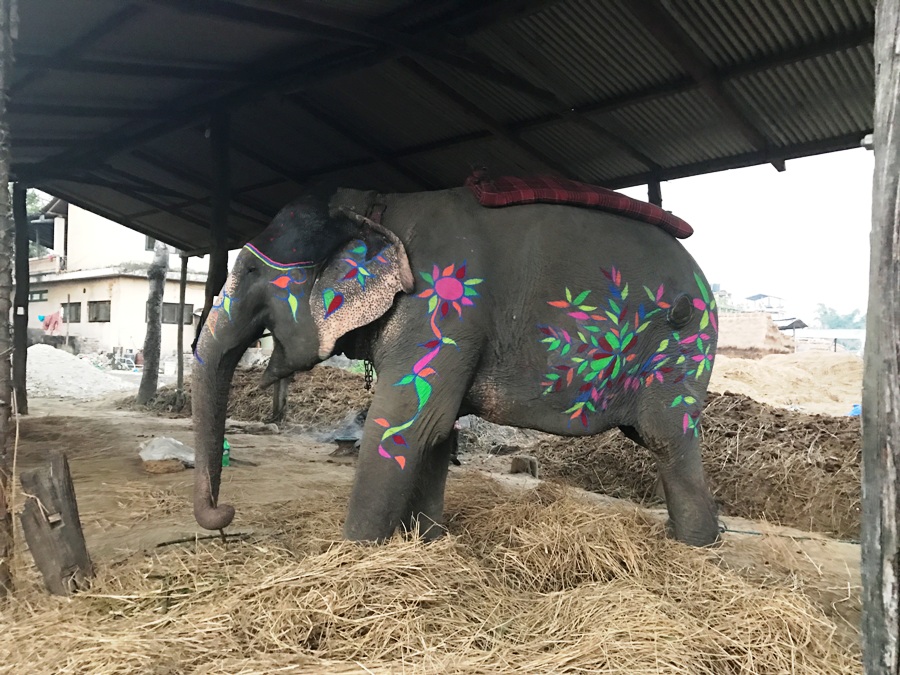 Elefante decorato per il Festival