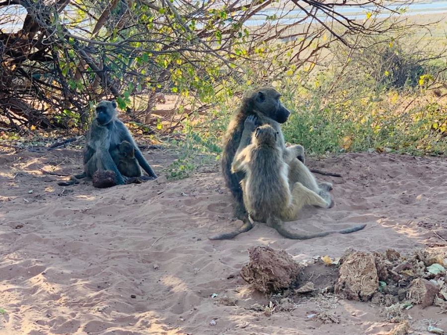 Safari nel Chobe