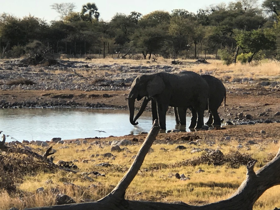 Etosha La pozza dell'Okaukeujo