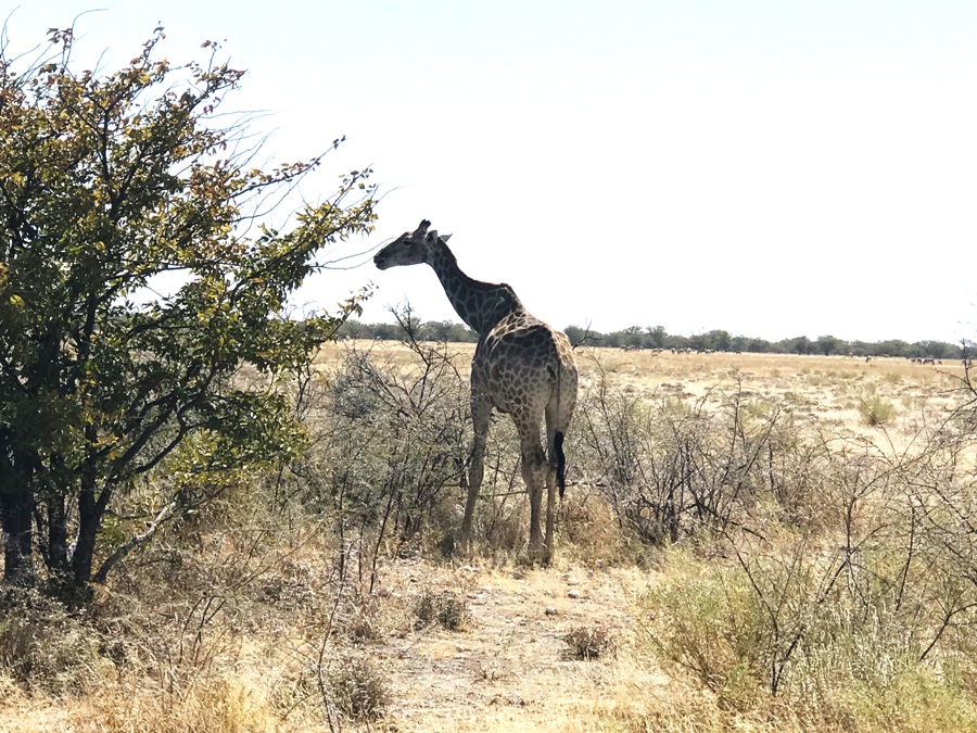 Giraffa