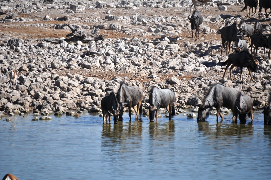 Etosha Gnu alla pozza