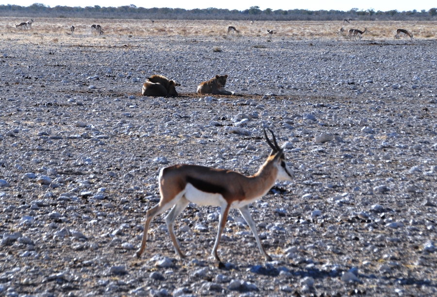 Uno springbock coraggioso